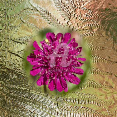 Digital Arts titled "Knautia" by Richard Cresswell Thomas, Original Artwork, 2D Digital Work