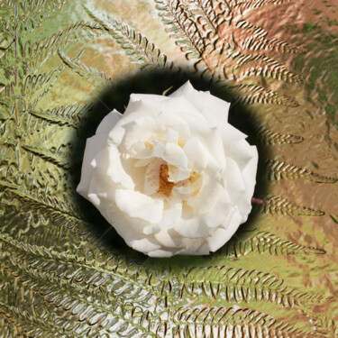 Digital Arts titled "Rose White" by Richard Cresswell Thomas, Original Artwork, 2D Digital Work