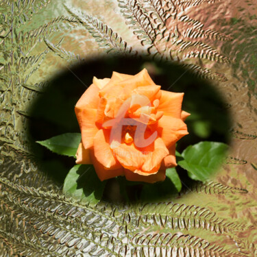 Digital Arts titled "Rose Orange" by Richard Cresswell Thomas, Original Artwork, 2D Digital Work