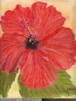 Drawing titled "mon hibiscus" by Sylvia Leroy, Original Artwork, Pastel