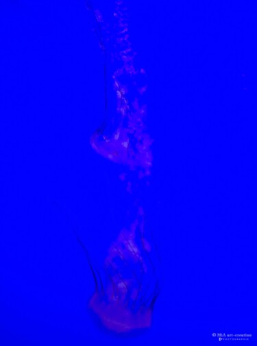 Photographie intitulée "Méduses Lumineuses…" par Mia Art-Creation, Œuvre d'art originale, Photographie numérique