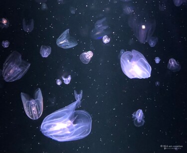 Méduses Lumineuses - 61 Photography titled "Méduses Lumineuses…" by Mia Art-Creation, Original Art, Digital Photography