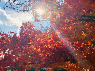 Photographie intitulée "Feuilles d'Automne…" par Mia Art-Creation, Œuvre d'art originale, Photographie numérique