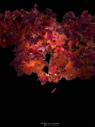 Photographie intitulée "Feuilles d'Automne…" par Mia Art-Creation, Œuvre d'art originale, Photographie numérique