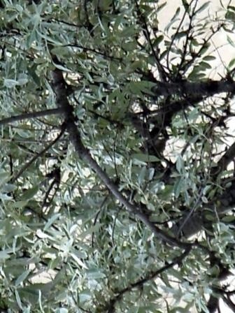 Photographie intitulée "Arbre blanc pour SU…" par Mia Doma, Œuvre d'art originale