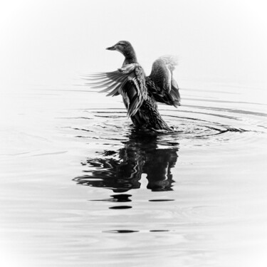 Fotografia zatytułowany „Black And White Duc…” autorstwa Michael Lomiya, Oryginalna praca, Fotografia cyfrowa