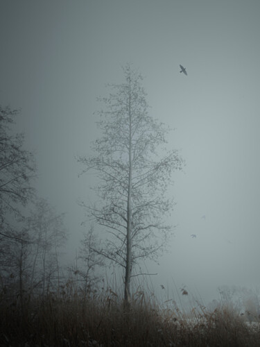 Photographie intitulée "A Tree In A Foggy F…" par Michael Lomiya, Œuvre d'art originale, Photographie manipulée