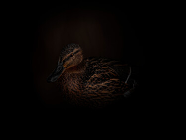 Fotografie mit dem Titel "Brown Duck In The D…" von Michael Lomiya, Original-Kunstwerk, Manipulierte Fotografie