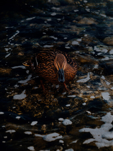 Photographie intitulée "Brown Duck In The W…" par Michael Lomiya, Œuvre d'art originale, Photographie argentique