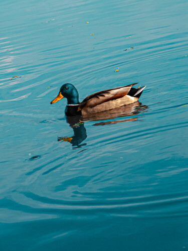 Фотография под названием "Duck In A Blue Water" - Michael Lomiya, Подлинное произведение искусства, Манипулированная фотогра…