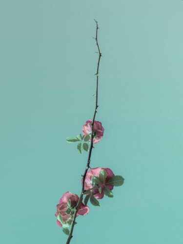 Photographie intitulée "Pink Roses Blossom…" par Michael Lomiya, Œuvre d'art originale, Photographie manipulée