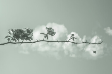 Fotografia zatytułowany „Life. Roses On A Br…” autorstwa Michael Lomiya, Oryginalna praca, Manipulowana fotografia