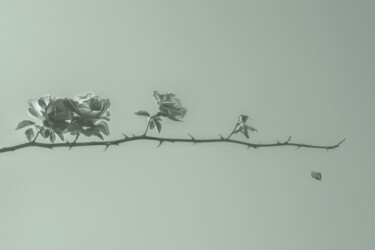 Фотография под названием "Life. Roses On A Br…" - Michael Lomiya, Подлинное произведение искусства, Манипулированная фотогра…