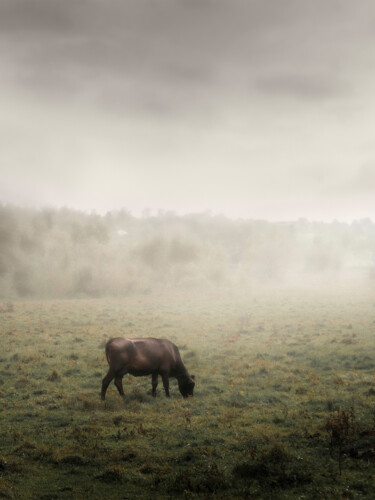 Fotografie getiteld "A Black Cow Grazes…" door Michael Lomiya, Origineel Kunstwerk, Gemanipuleerde fotografie