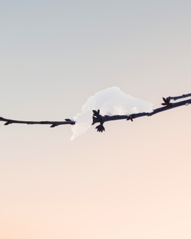 Photography titled "Snow On A Branch In…" by Michael Lomiya, Original Artwork, Manipulated Photography