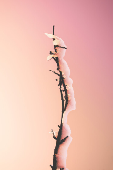 Fotografia intitulada "A Snowy Branch In A…" por Michael Lomiya, Obras de arte originais, Fotografia Manipulada