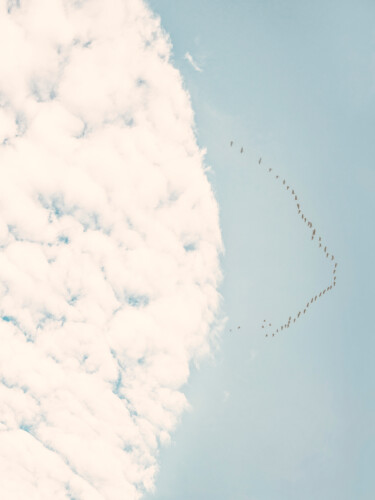 Fotografia intitulada "A Flock Of Birds In…" por Michael Lomiya, Obras de arte originais, Fotografia Manipulada