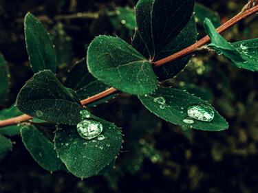 Photographie intitulée "A Branch With Water…" par Michael Lomiya, Œuvre d'art originale, Photographie manipulée