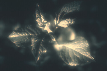 Fotografie getiteld "Night. Plants under…" door Michael Lomiya, Origineel Kunstwerk, Gemanipuleerde fotografie