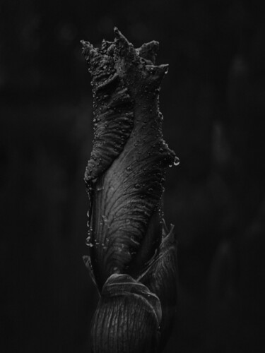 Фотография под названием "Dark Wet Flower" - Michael Lomiya, Подлинное произведение искусства, Манипулированная фотография
