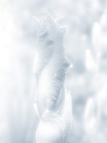 Фотография под названием "A Delicate Flower B…" - Michael Lomiya, Подлинное произведение искусства, Манипулированная фотогра…