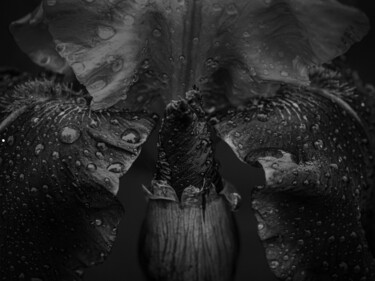 Фотография под названием "Black And White Wet…" - Michael Lomiya, Подлинное произведение искусства, Манипулированная фотогра…