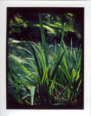 Photography titled "Polaroid2" by Michal Vojkuvka, Original Artwork, Analog photography