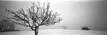 Photography titled "Winter tree" by Michal Vojkuvka, Original Artwork, Analog photography