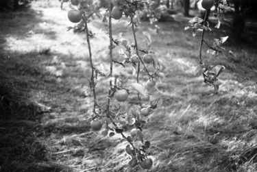 Fotografie getiteld "Apples" door Michal Vojkuvka, Origineel Kunstwerk, Film fotografie