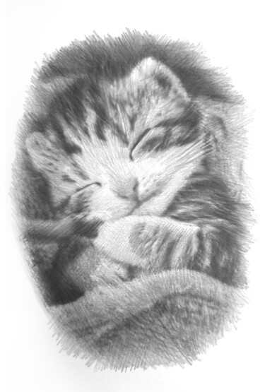 Drawing titled "Kitten" by Michał Stetkiewicz, Original Artwork, Pencil