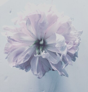 Photography titled "peony-from-heaven.j…" by Micheal Driscoll, Original Artwork