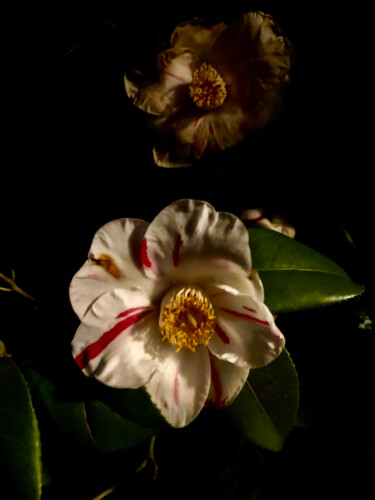 Digital Arts titled "flowers-in-the-dark…" by Micheal Driscoll, Original Artwork, Other
