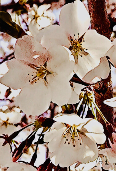 「spring-cambridge-md…」というタイトルの写真撮影 Micheal Driscollによって, オリジナルのアートワーク