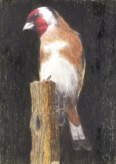 Drawing titled "Goldfinch" by Micheal O Muirthile, Original Artwork, Pencil