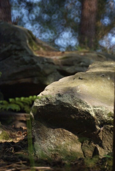 Photographie intitulée "Forêt d' Ermenonvil…" par Michel Audebert, Œuvre d'art originale, Photographie numérique