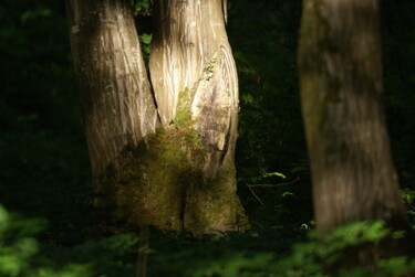 Photographie intitulée "Forêt d'Ermenonvill…" par Michel Audebert, Œuvre d'art originale, Photographie numérique