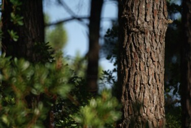 Photographie intitulée "Forêt de Biscarrosse" par Michel Audebert, Œuvre d'art originale, Photographie numérique