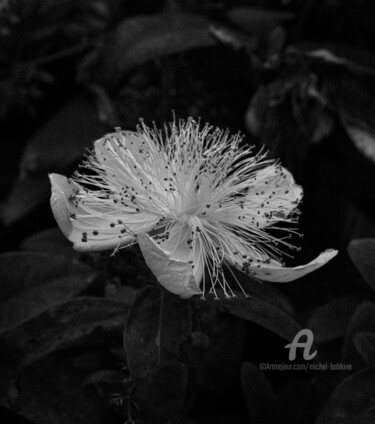 Photographie intitulée "Fleur de haie" par Michel Babkine, Œuvre d'art originale, Photographie numérique