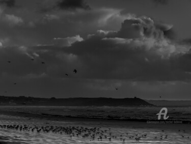 Fotografia intitulada "oiseaux marins" por Michel Babkine, Obras de arte originais, Fotografia digital