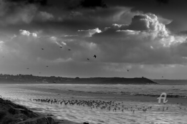 Photography titled "Les oiseaux de la P…" by Michel Babkine, Original Artwork, Digital Photography
