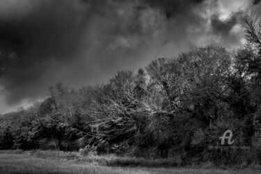 Photographie intitulée "perspectives forest…" par Michel Babkine, Œuvre d'art originale, Photographie numérique