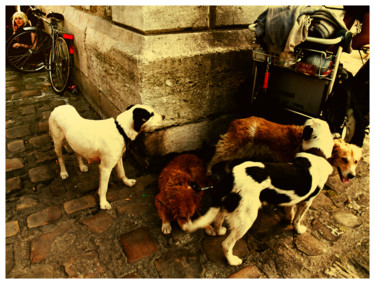 Photography titled "low-down-dogs.jpg" by Michel Clair, Original Artwork