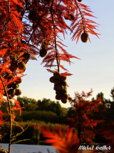 Photography titled "Etang de Boulieu en…" by Michel Guillet, Original Artwork