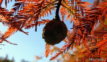 Photographie intitulée "Etang de Boulieu en…" par Michel Guillet, Œuvre d'art originale