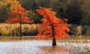 Photographie intitulée "Etang de Boulieu en…" par Michel Guillet, Œuvre d'art originale