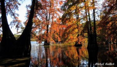 Photographie intitulée "Etang de Boulieu en…" par Michel Guillet, Œuvre d'art originale