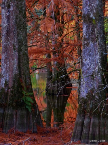 Fotografia intitolato "Etang de Boulieu en…" da Michel Guillet, Opera d'arte originale