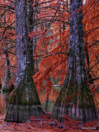 Photographie intitulée "Etang de Boulieu en…" par Michel Guillet, Œuvre d'art originale