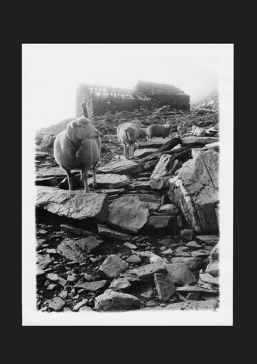 Photographie intitulée "Observation" par Michel Jegerlehner, Œuvre d'art originale, Photographie argentique