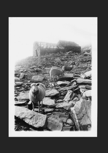 Φωτογραφία με τίτλο "Le mouton curieux" από Michel Jegerlehner, Αυθεντικά έργα τέχνης, Φωτογραφική ταινία